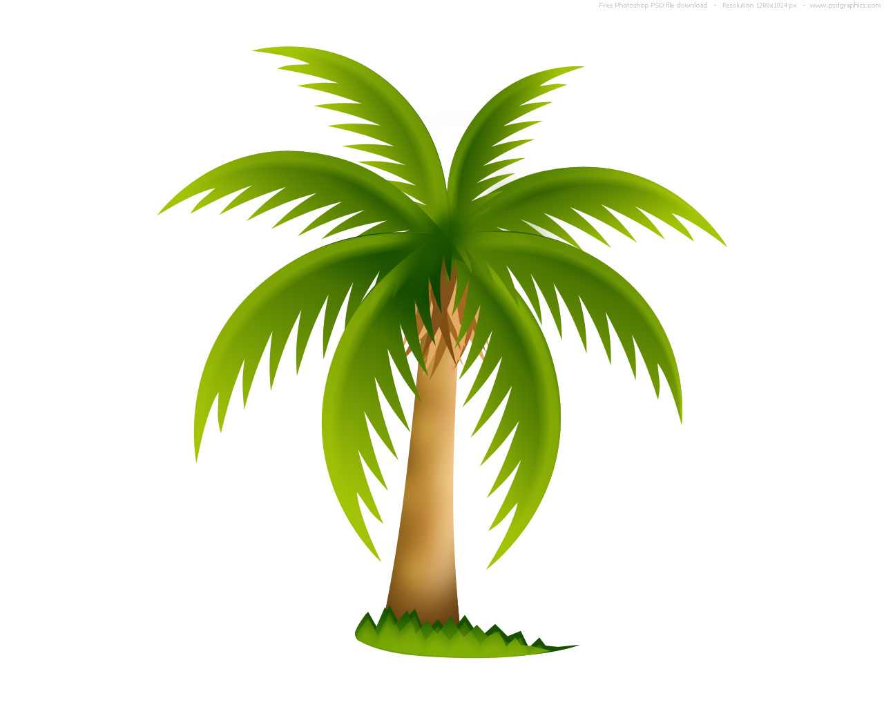 palm tree 